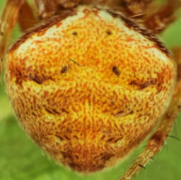 Foto af Araneus triguttatus (Araneus triguttatus) | Jørgen Lissner