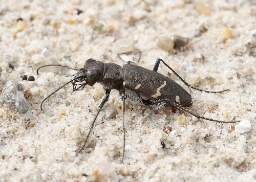 Foto af Stor sandspringer (Cicindela sylvatica) | Standardfoto