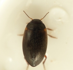 Foto af Fladtrykt vandkalv (Hydroporus planus) | Standardfoto