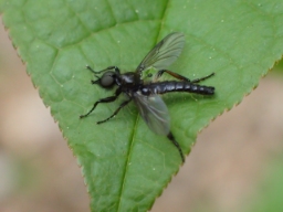 Foto af Bibio lanigerus (Bibio lanigerus) | Han