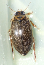 Foto af Rhantus frontalis (Rhantus frontalis) | Standardfoto