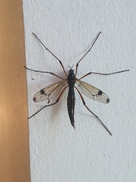 Foto af Dictenidia bimaculata (Dictenidia bimaculata) | Hun