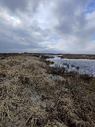 Foto af Søtykkæbe (Pachygnatha clercki) | Habitat - Strandeng/klit ved Amager