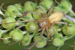 Foto af Cheiracanthium mildei (Cheiracanthium mildei) | Hun