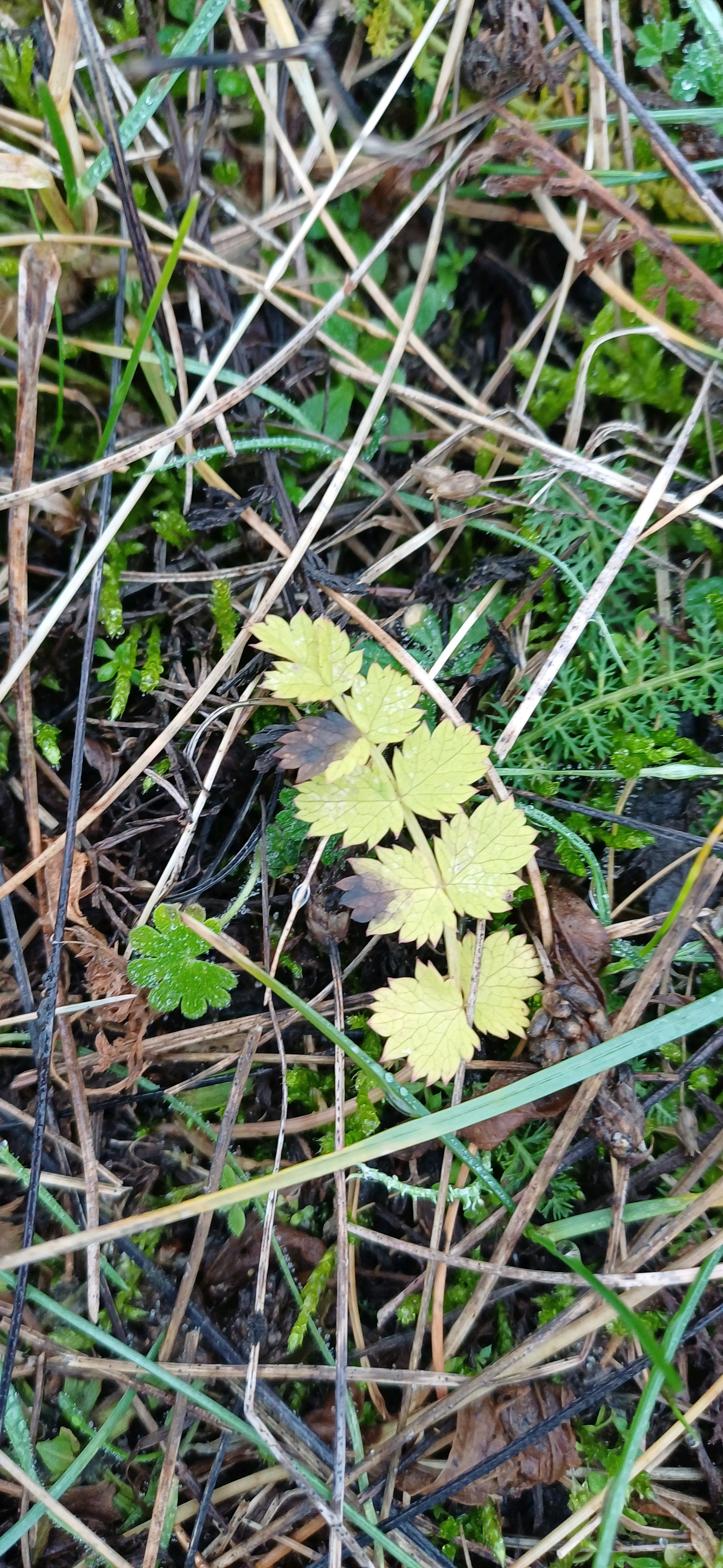 Burnet saxifrage
