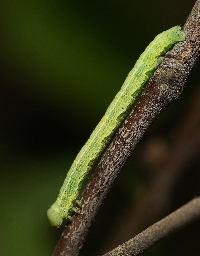 Foto af Hvidbæltet barkmåler (Cleora cinctaria) | Larve