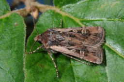 Foto af Hvedeugle (Euxoa tritici) | Standardfoto