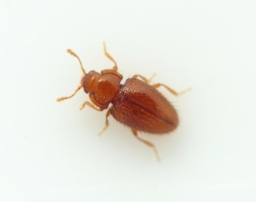 Foto af Mycetaea subterranea (Mycetaea subterranea) | Standardfoto