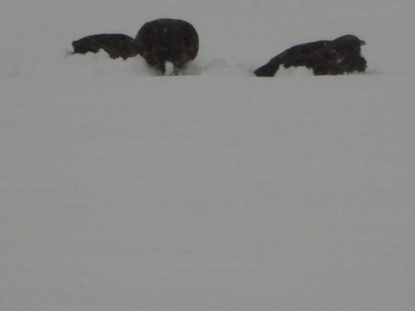 Grey Partridge (Perdix perdix), photo 7