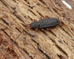 Foto af Langhornet fladbille (Uleiota planata) | Standardfoto