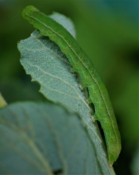Foto af Husmoderugle (Scoliopteryx libatrix) | Larve