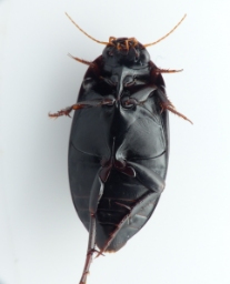 Foto af Rhantus grapii (Rhantus grapii) | Standardfoto