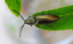 Foto af Kamhornet smælder (Ctenicera pectinicornis) | Han