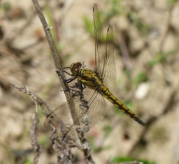 Foto af Stor blåpil (Orthetrum cancellatum) | Morten Kofoed-Hansen