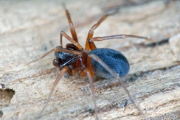 Foto af Zodarion italicum (Zodarion italicum) | Hun