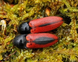 Foto af Sømplettet skovsmælder (Ampedus sanguinolentus) | Standardfoto