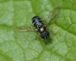 Foto af Skov-maskesvirreflue (Paragus pecchiolii) | Hun