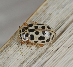 Foto af Nittenplettet mariehøne (Anisosticta novemdecimpunctata) | Standardfoto