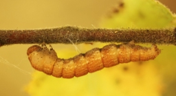 Foto af Birke-bæltemåler (Cyclophora albipunctata) | Larve