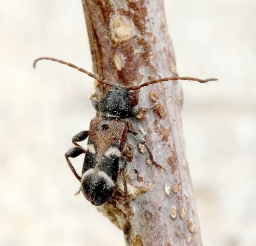 Foto af Prydskivebuk (Phymatodes alni) | Standardfoto
