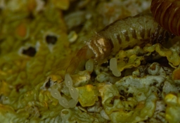 Foto af Stor grå lavsæk (Bankesia conspurcatella) | Æg
