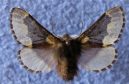 Foto af Poppelspinder (Poecilocampa populi) | Hun