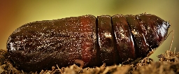 Foto af Poppel-dromedarspinder (Notodonta tritophus) | Puppe