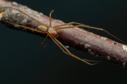 Foto af Floronia bucculenta (Floronia bucculenta) | Standardfoto