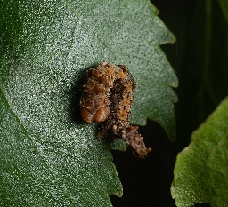Foto af Tandet seglvinge (Falcaria lacertinaria) | Larve