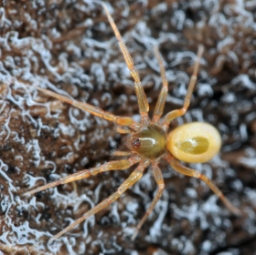 Foto af Ischnothyreus velox (Ischnothyreus velox) | Hun