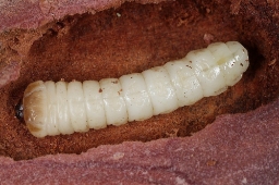 Foto af Lærkebarkbuk (Tetropium gabrieli) | Larve