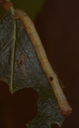Foto af Grå egemåler (Hypomecis punctinalis) | Larve
