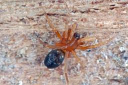 Foto af Phrurolithus minimus (Phrurolithus minimus) | Hun