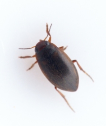 Foto af Hydroporus striola (Hydroporus striola) | Standardfoto