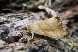 Foto af Tandet seglvinge (Falcaria lacertinaria) | Standardfoto