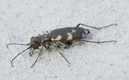 Foto af Klitsandspringer (Cicindela maritima) | Standardfoto