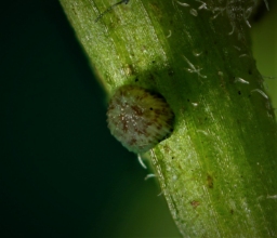 Foto af Tigersnerleugle (Emmelia trabealis) | Æg