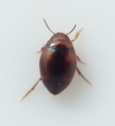 Foto af Hygrotus decoratus (Hygrotus decoratus) | Standardfoto