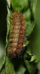 Foto af Grå tigerspinder (Diaphora mendica) | Larve
