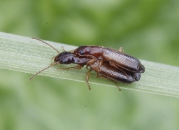 Foto af Smal sivløber (Paradromius linearis) | Standardfoto