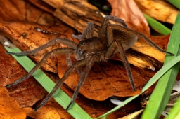 Foto af Dolomedes plantarius (Dolomedes plantarius) | Hun