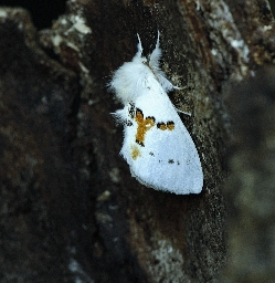 Foto af Snehvid birkespinder (Leucodonta bicoloria) | Han