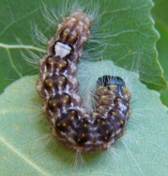 Foto af Poppelugle (Acronicta megacephala) | Larve