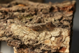 Foto af Glyphotaelius pellucidus (Glyphotaelius pellucidus)