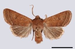 Foto af Rødgul forårsugle (Orthosia cerasi) | Standardfoto