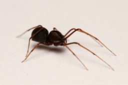Foto af Væksthus-spytteedderkop (Scytodes fusca) | Hun