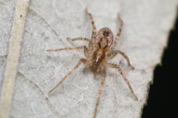 Foto af Summeedderkop (Anyphaena accentuata) | Frederik Leck Fischer
