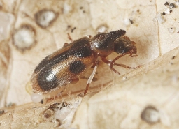 Foto af Enhjørning (Notoxus monoceros) | Standardfoto