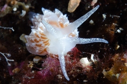 Foto af Amphorina pallida (Amphorina pallida) | Standardfoto
