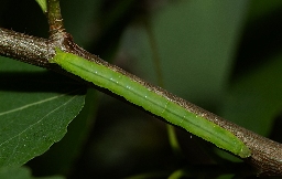 Foto af Trestribet aspeugle (Colobochyla salicalis) | Larve